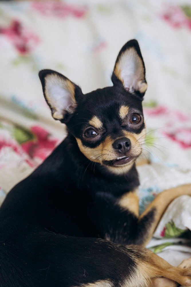 Chiky