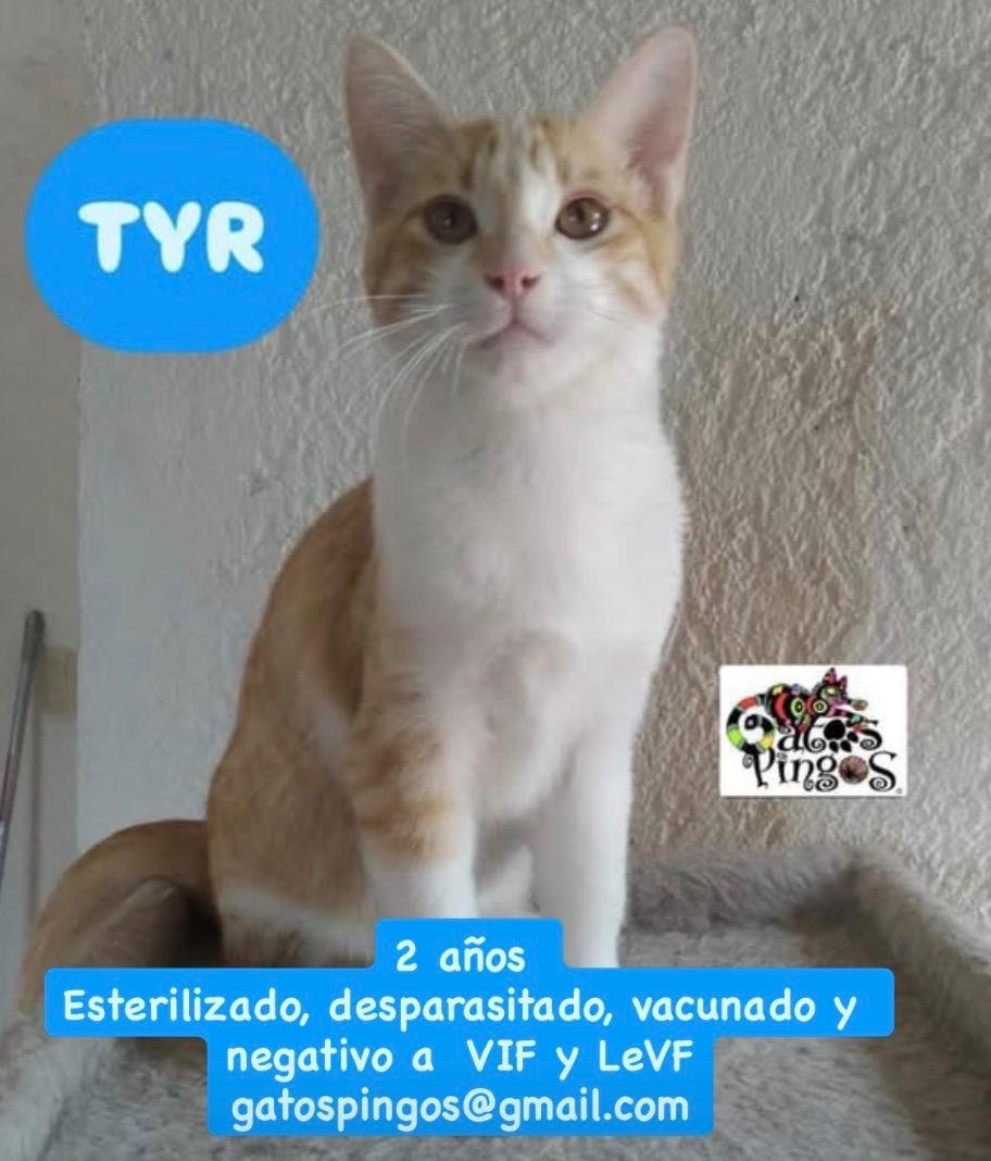 TYR