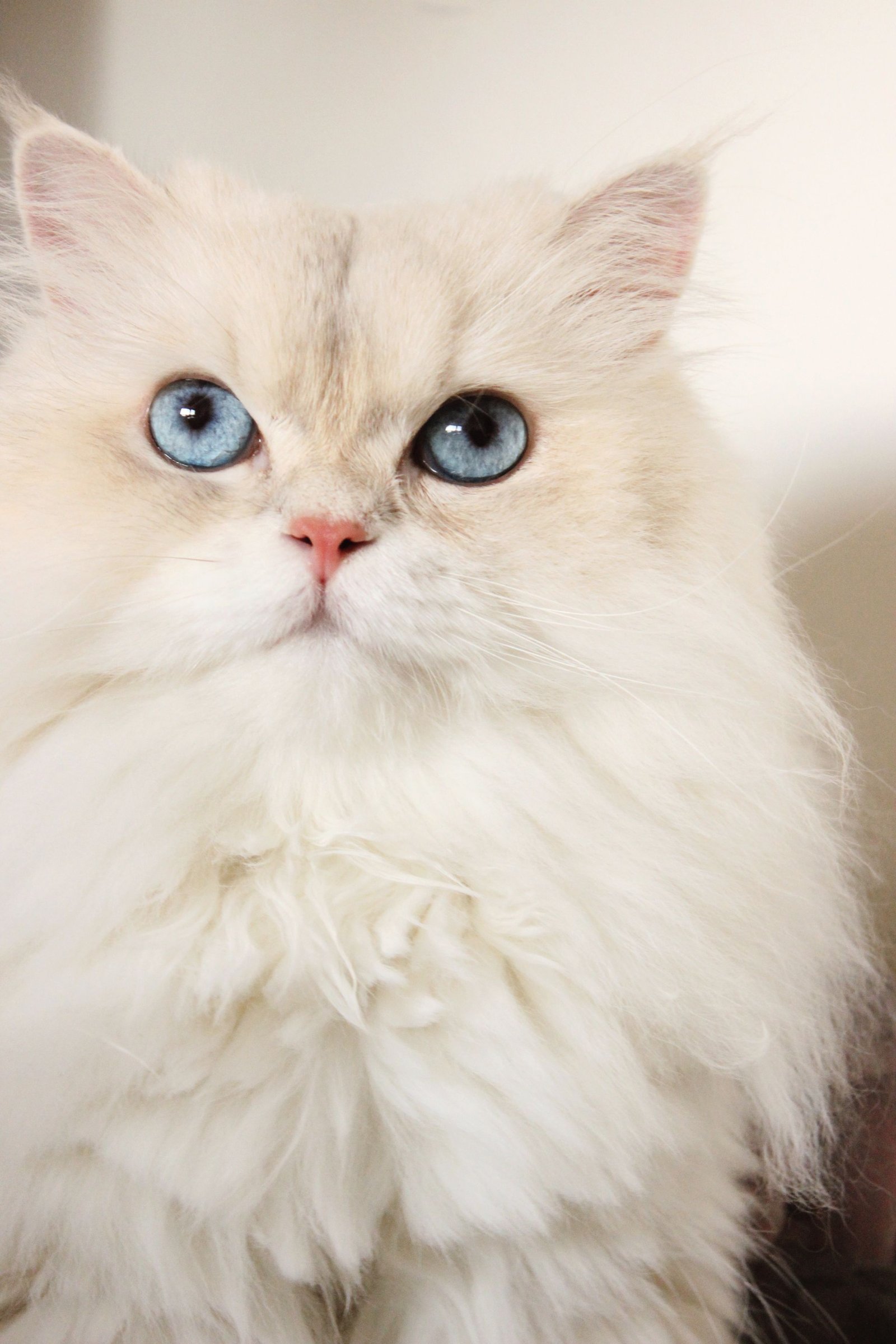 Gatinaaaaaa