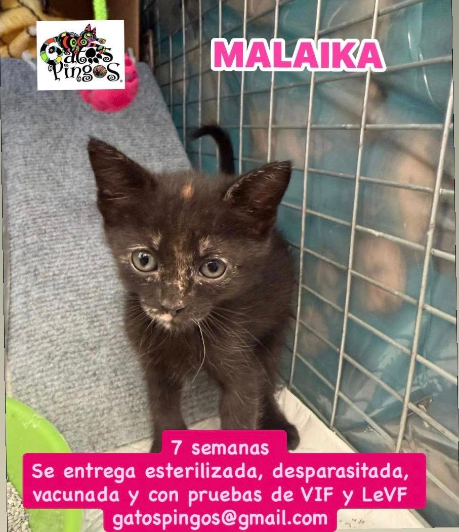 Malaika