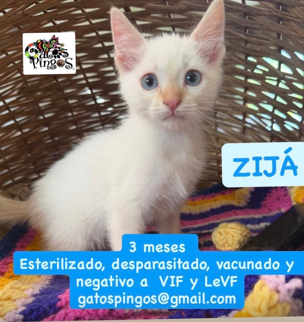 Zijá