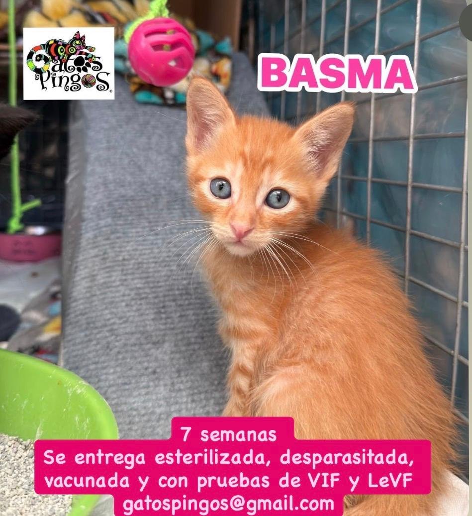 Basma
