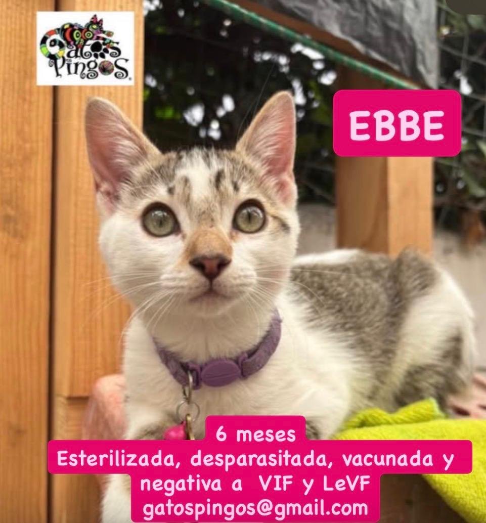 EBBE