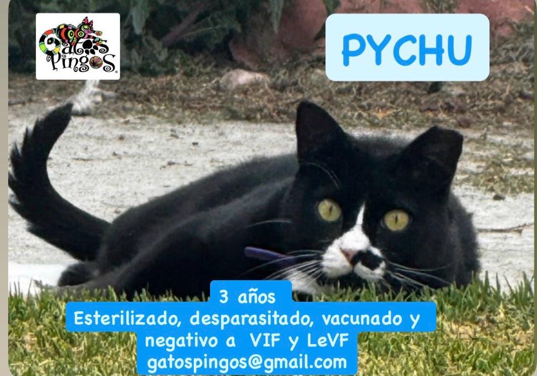 PYCHU