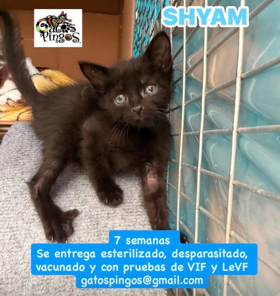 Shyam